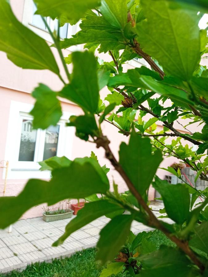 Azevinho Guest House Seia Εξωτερικό φωτογραφία